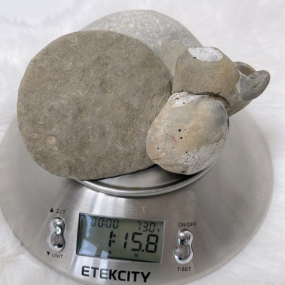 Oregon Fossilized Sea Shells & Coral Fossils | Natural Rock • Educational Lot - Picture 5 of 17